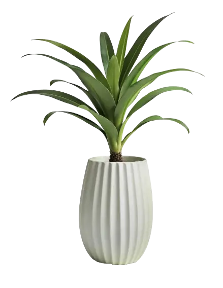 palm-tree-pot-isolated-removebg-preview