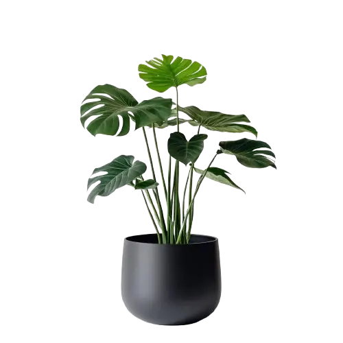 pl1-removebg-preview