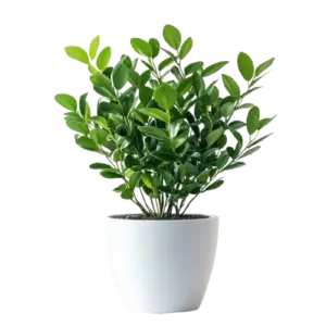 Lucky Jade Plant