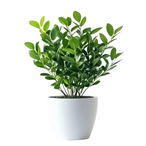 pl2-removebg-preview