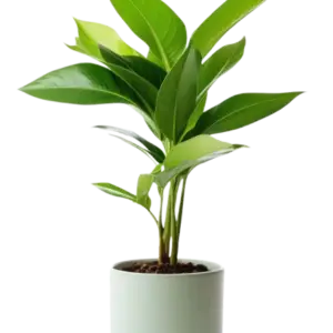 Golden Hahnii Snake Plant