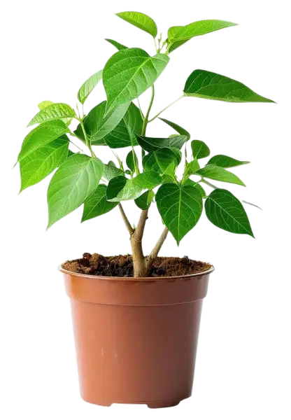 pl4-removebg-preview